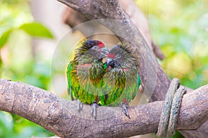 Parrot couple