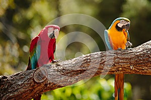 Parrot at Currumbin Wildlife Park