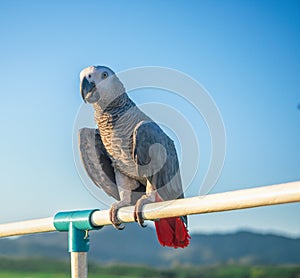 Parrot is cute exotic pet