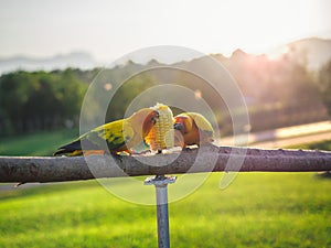 Parrot is cute exotic pet