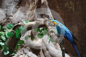 Parrot with dried fruit in its beak