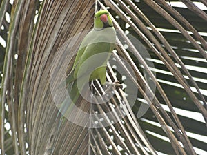 Parrot on a dry coconut tree leaf