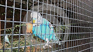 Parrot eating carrots in a cage