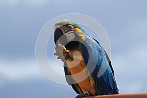 Parrot eating a cookie