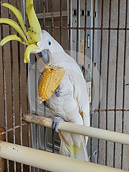 a parrot is eating corn in the cage