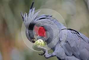 A parrot eating eggplant.