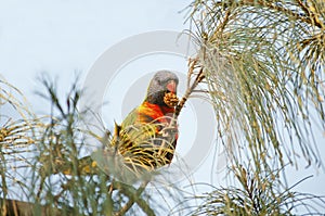 Parrot eating fruit