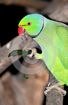 Parrot eating green chilly