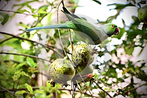 Parrot eating its food