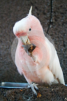 Parrot eating its food