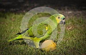 Parrot Eating a Mango