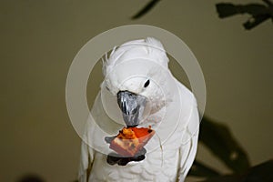 Parrot eating papaya