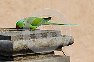 A Parrot eating Pearl Millet