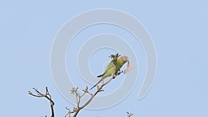 Parrot eating pollen of flower on tree.