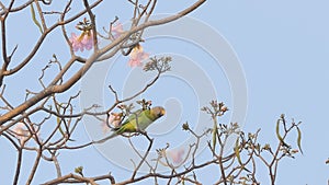 Parrot eating pollen of flower on tree.