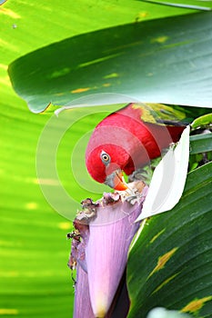 The parrot eating. (Psittacus torquata)