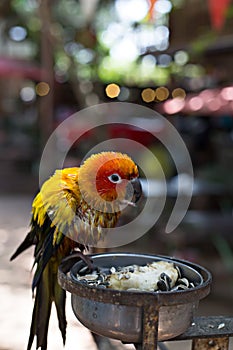 Parrot eating sunflower seeds