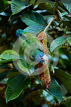 Parrot eating a tree fruit. White-crowned Pionus, White-capped Parrot, Pionus senilis, Wild parrot from Costa Rica. Animal in