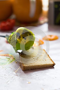 The parrot eats bread photo