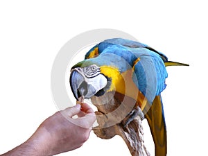Parrot that eats from the hand