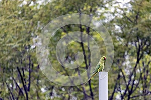 Parrot - Beautiful Bird photo