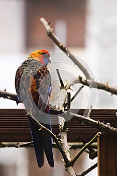 Parrot escaped from captivity in backyard