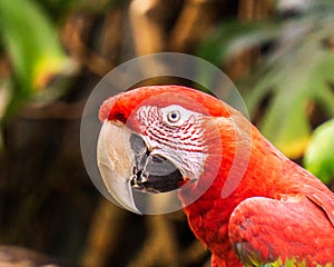 Parrot Exotic birds and animals in wildlife in natural setting