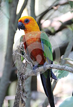 parrot family- Jandaya parakeet