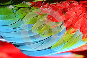 Parrot feather