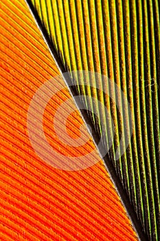 Parrot feather close-up