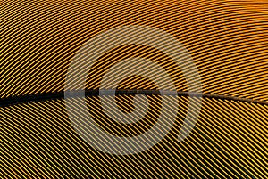 Parrot feather macro