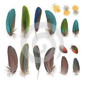 Parrot feathers