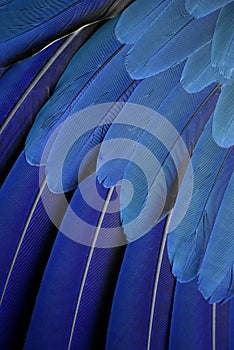 Parrot feathers photo