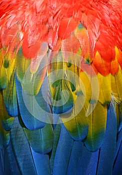 Parrot feathers background