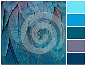 Parrot feathers with palette color swatches