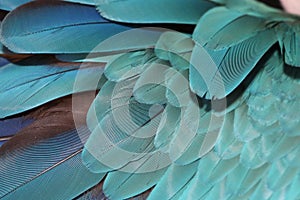 Parrot feathers