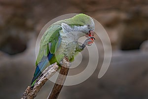 Parrot feeding fruit. Monk parakeet, Myiopsitta monachus, in the nature habitat. Green white parrot sittig on the branch near the