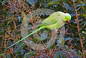 Parrot feeding in tropical forest