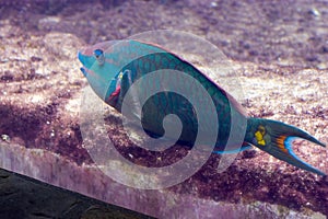 Parrot Fish