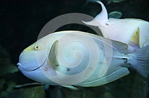 Parrot fish