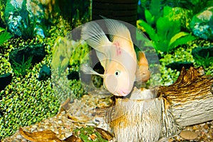 Parrot fish