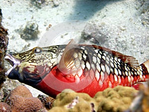 Parrot fish eating coral