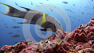 Parrot fish eats coral undwater in ocean on Galapagos.