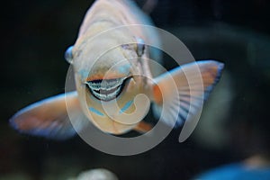 Parrot Fish fused teeth make a beak photo