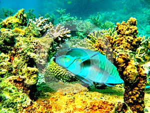 Parrot fish on the Great Barrier Reef Queensland Australia