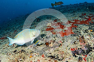 Parrot fish portrait while diving in indian ocean of maldives