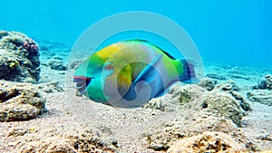 Parrot fish in Red sea