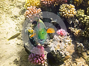 Parrot fish. Red Sea. Egypt
