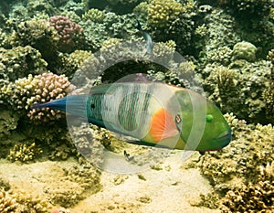 Parrot fish. Red Sea. Egypt