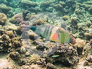 Parrot fish. Red Sea. Egypt